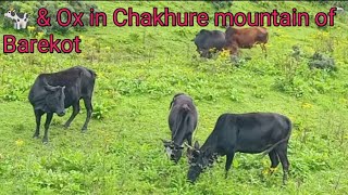 Beautiful Green mountain 🌄different colors of 🐄 amp ox eating running amp relaxing Chakhure Barekot [upl. by Yvonne781]