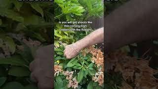 What to when your Rhododendron finish flowering gardeningforbeginners garden plants [upl. by Vladamir412]