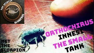 Orthochirus Innesi  Met the Scorpion [upl. by Cahan]