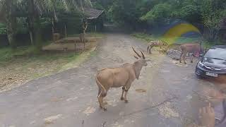 Pesona Taman Safari Bogor  Memberi Makan Beraneka Hewan Di dalam Bus tamansafari indonesia [upl. by Eduino]