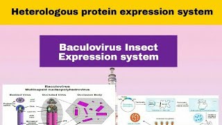 Baculovirus Insect Expression System in Hindi [upl. by Aihsele]