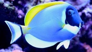 Care for Powder Blue Tang 粉藍吊 Acanthurus leucosternon [upl. by Rosalba]