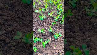 Pea plant seedlings  Pisum sativum  Leguminosae [upl. by Nnylakcaj]