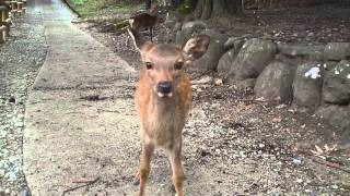 子鹿に鹿せんべいをあげてみる！＠奈良公園 その281 [upl. by Perseus999]