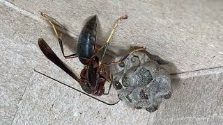 Metricus Paper Wasp Feeds Growing Larvae  Relocated Nest in Captivity One Month Update [upl. by Aneerol]