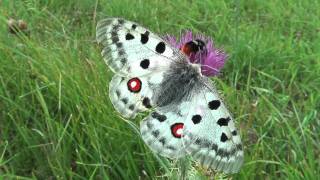 Parnassius apollo fennoscandicus2010 New [upl. by Brok216]