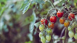 Lycopene Benefits Sources Dosage Side Effects and Interactions [upl. by Greenquist]