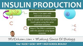 Insulin Production  GM Bacteria  GCSE Biology 91 [upl. by Rezal735]