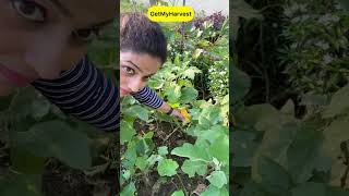 September Harvest  Sabhi baskets full ho gayi shorts [upl. by Noreh]