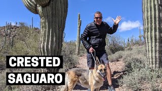 FINDING CRESTED SAGUARO CACTUS PARK  Sweetwater Preserve Hike in Tucson Arizona [upl. by Roslyn929]