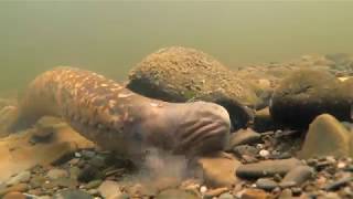 Sea lampreys Petromyzon marinus [upl. by Naujid]