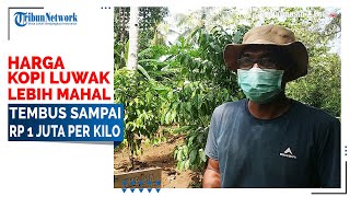 Harga Kopi Luwak di Kalsel Lebih Mahal Tembus sampai Rp 1 juta per kilo [upl. by Craw289]