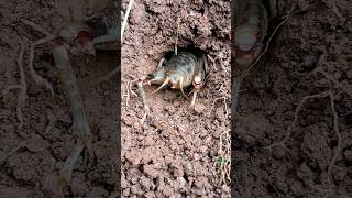 Crickets dig burrows 🥰🥰 🥰  Tropical Forest Bees cricket burrow [upl. by Sears899]