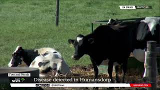 Foot and Mouth  Disease detected in Humansdorp Eastern Cape [upl. by Oek]