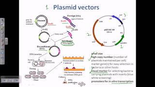 Plasmid as a cloning vector [upl. by Tybald]