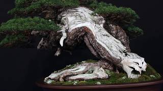 20 years Trophy  the 2019 Bonsai exhibition [upl. by Harbison]