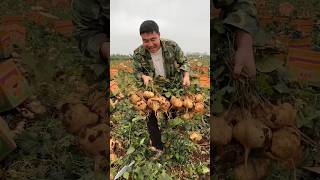 Jicamas harvesting activities from farmers and cutting so fresh with rural farming life reels [upl. by Ihtraa]