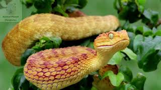 Incredible Snake Species That Will Leave You Amazed [upl. by Knobloch]