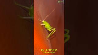 Bladder Grasshopper  Feel The Softy Body insect love green [upl. by Anelram]