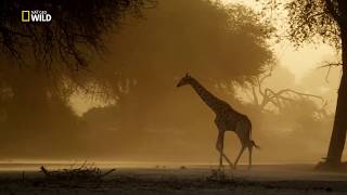 Namibya  Vahşi Yolculuk  Nat Geo Wild HD  Türkçe Belgesel [upl. by Luke]