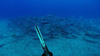 Spearfishing for Mulloway  Jewfish on coastal headlands [upl. by Ilera]