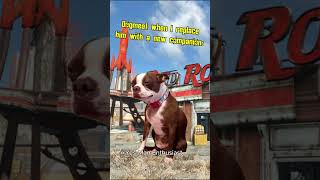 Dogmeat when I replace him with another companion Fallout 4 memes shorts [upl. by Grizelda]