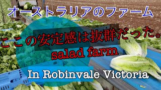 ここのファームはすごかった。サラダファーム紹介 in Robinvale Victoria [upl. by Yttiy]