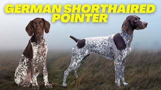 German Shorthaired Pointer  Top 10 FACTS about the BEST hunting dog [upl. by Sadiras]