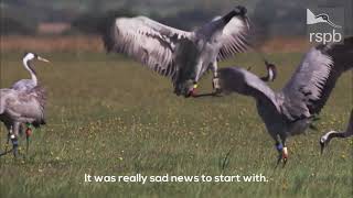 Otmoor welcomes the first crane fledgling in 500 years [upl. by Hizar]