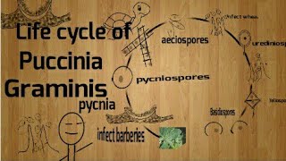 Life Cycle of Puccinia Graminis Smut rust [upl. by Netsryk]