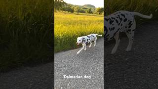 Our cute Dalmatian dog Hope in Gönningen dalmatians dalmatiner reutlingen [upl. by Colner849]