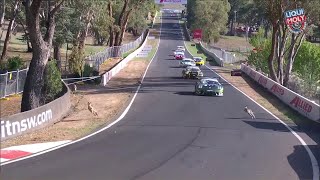 Bathurst 12 Hour Kangaroos on track [upl. by Anav775]