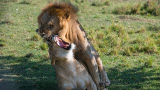 African lions mating lions [upl. by Castora]