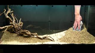 Aquarium Setup  Aquascape  Step by Step  Live Planted Fish Tank [upl. by Kitrak]