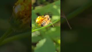 花粉だんごがくっついてたぁ～ ﾟ∀ﾟ☝️ 昆虫すごいぜ 昆虫 nature insects [upl. by Yelkrab921]