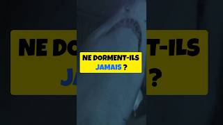 Pourquoi les Requins ne Dormentils Jamais  🦈MystèreAnimal curiositéscientifique MindCurio [upl. by Editha124]