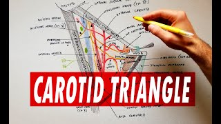 Carotid triangle  boundaries amp contents  Anatomy Tutorial [upl. by Dody]