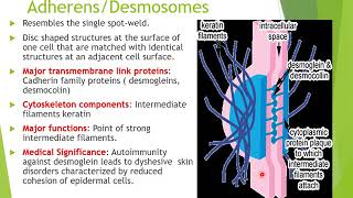 intercellular junctions [upl. by Endaira]