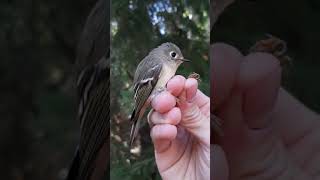 BirdBytes ID  RubyCrowned Kinglets [upl. by Lura]