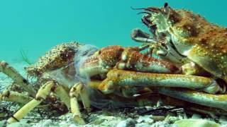 Insane Timelapse Footage of Molting Giant Spider Crab Blairgowrie Australia 2016 [upl. by Aneela]