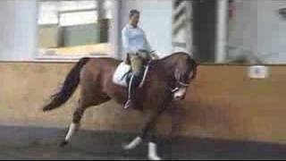 by Solos Landwind  Danish Warmblood Dressage Horse for Sale [upl. by Fremont]