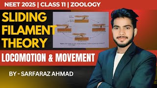 SLIDING FILAMENT THEORY  MUSCLE CONTRACTION  human physiology  by Sarfaraz Ahmad [upl. by Seidule]