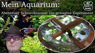 Abenteuer Schneckenvase ein gewagtes Experiment  Mein Aquarium 42 [upl. by Alfy]