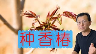 用种子种香椿，喜欢香椿的朋友有福啦 [upl. by Eletnahc]