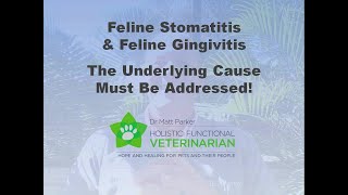 Feline Stomatitis amp Gingivitis The Underlying Cause Must Be Addressed [upl. by Gherardo]