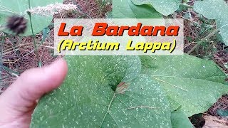 Riconoscere la Bardana Arctium Lappa le proprietà e come cucinarla [upl. by Ennairda]