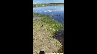 Ducklings reunited with mother after falling down storm drain [upl. by Nart]