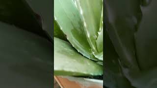 Fresh alovera se alovera gel ghar par banaye nature naturegarden gardenplants [upl. by Ahseiyn]