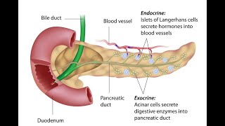 Differences between Pancreatic Endocrine and Exocrine Insufficiency [upl. by Natal]