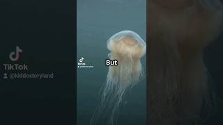 Meet the Lion Mane Jellyfish [upl. by Inhoj]